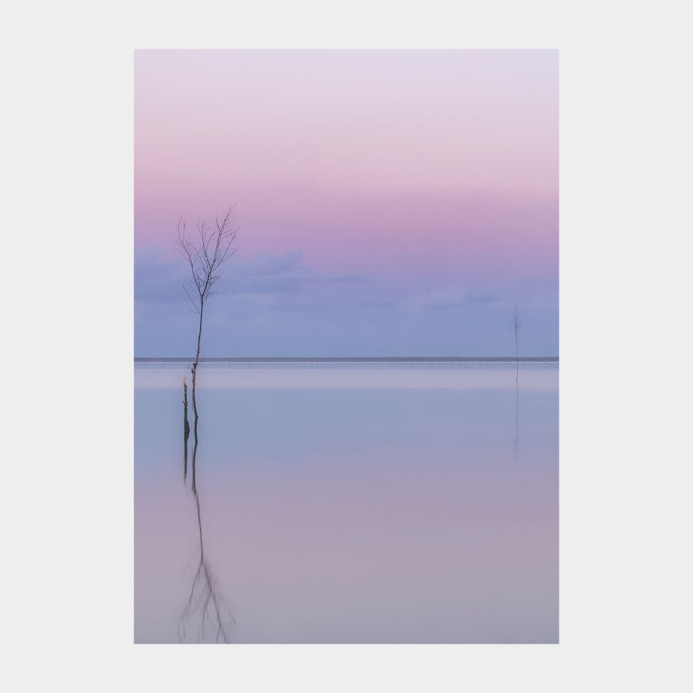Roen i Vadehavet - Galleri Vadehavet