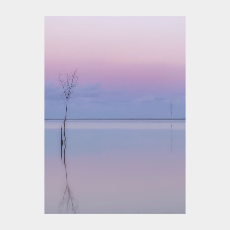 Roen i Vadehavet - Galleri Vadehavet